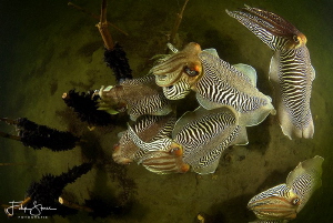 Cuttlefish formation, Zeeland, The Netherlands. by Filip Staes 